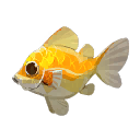 Strahlender Sonnenbarsch